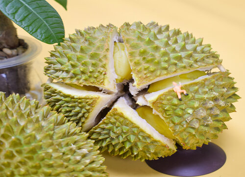 榴莲是热带水果吗