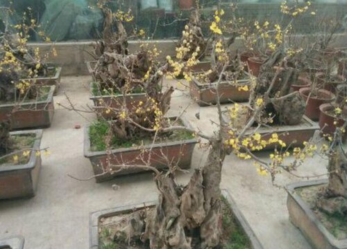 腊梅什么时候移栽最好