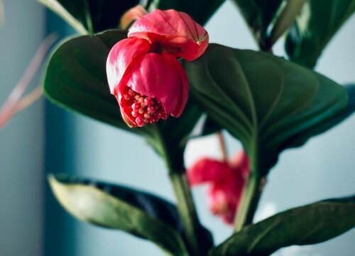 宝莲灯花的寓意和象征