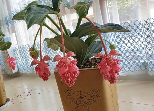 宝莲灯花的寓意和象征