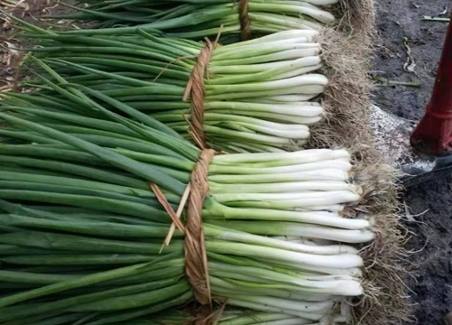 新鲜大葱怎样保存时间长