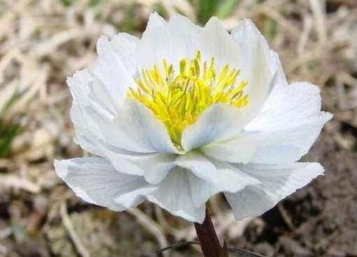 代表傲慢高傲的花