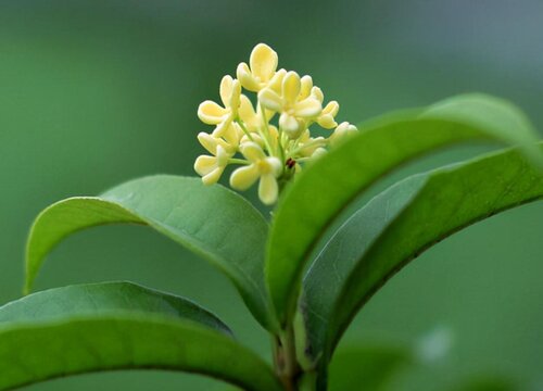 代表傲慢高傲的花