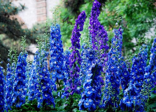 代表傲慢高傲的花