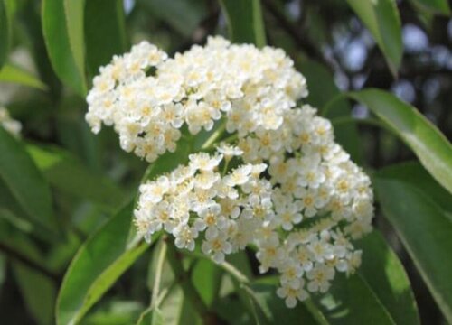 代表傲慢高傲的花