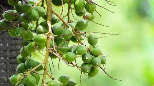 槟榔为什么上瘾