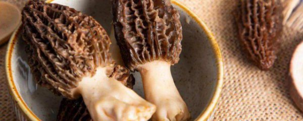 羊肚菌一次吃多少合适