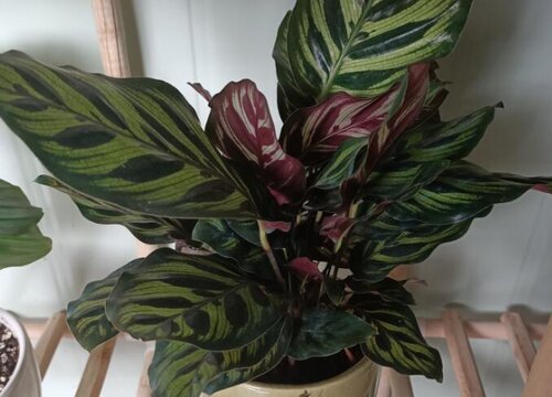 孔雀竹芋好养活吗