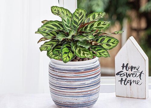 孔雀竹芋好养活吗