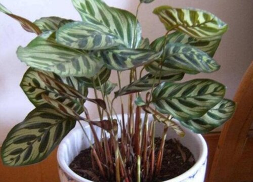 孔雀竹芋好养活吗