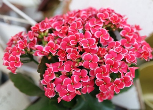 长寿花施什么肥粗壮叶子肥