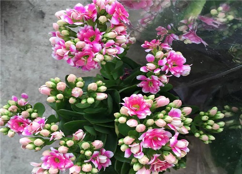 长寿花施什么肥粗壮叶子肥