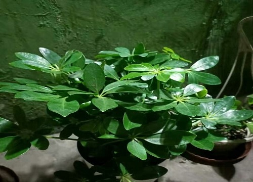 鸭掌木一片新叶都不长是什么原因引起的