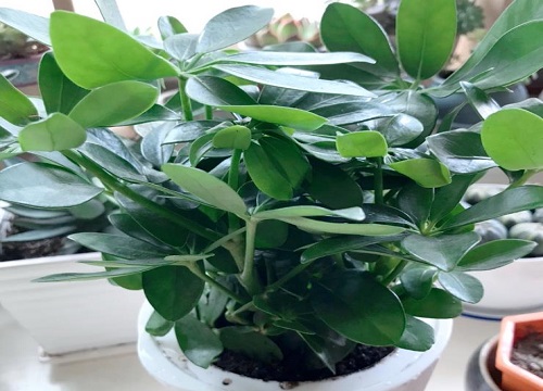 鸭掌木一片新叶都不长是什么原因引起的