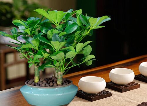 鸭掌木一片新叶都不长是什么原因引起的