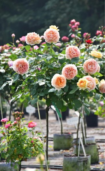 什么时候扦插月季最好