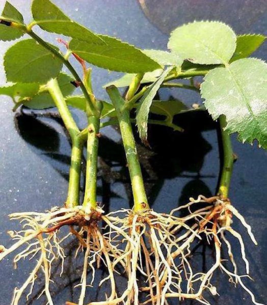 什么时候扦插月季最好