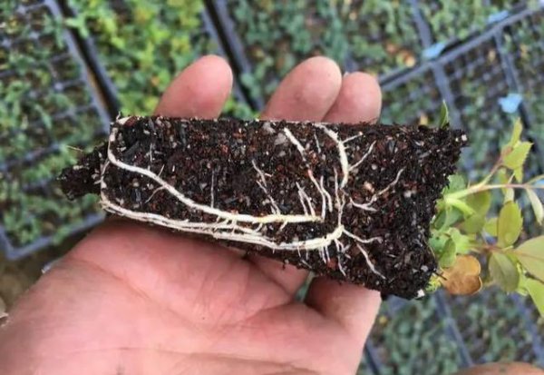 什么时候扦插月季最好