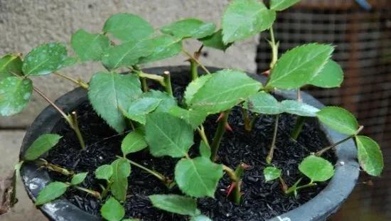 什么时候扦插月季最好