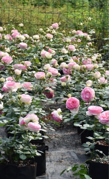 什么时候扦插月季最好