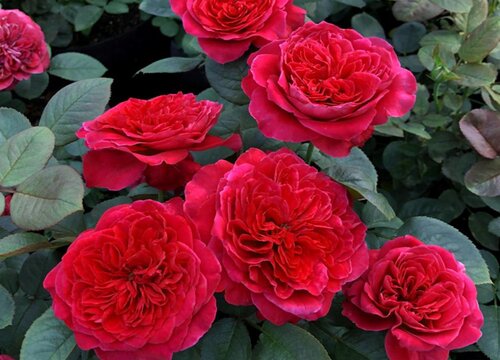 具有向光性的植物有哪些