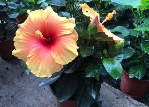 具有向光性的植物有哪些