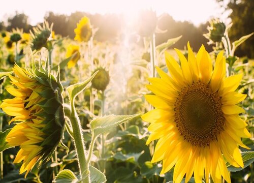 具有向光性的植物有哪些