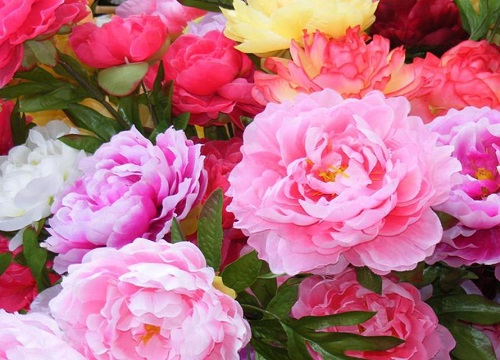 具有向光性的植物有哪些