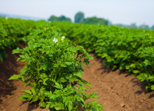 具有向光性的植物有哪些