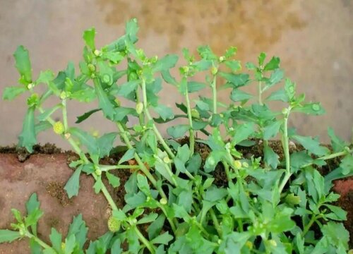 鹅不食草有什么作用和功效