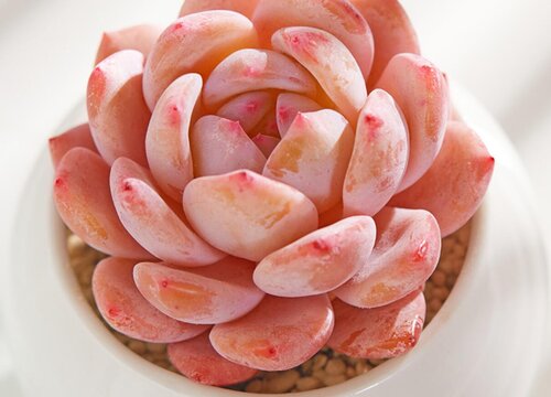 橙梦露的养殖方法和注意事项