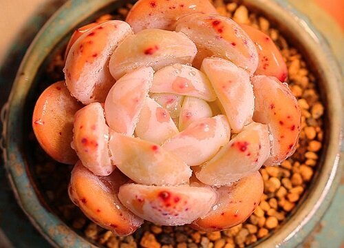 橙梦露的养殖方法和注意事项