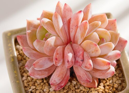 橙梦露的养殖方法和注意事项