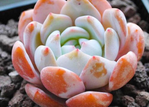 橙梦露的养殖方法和注意事项