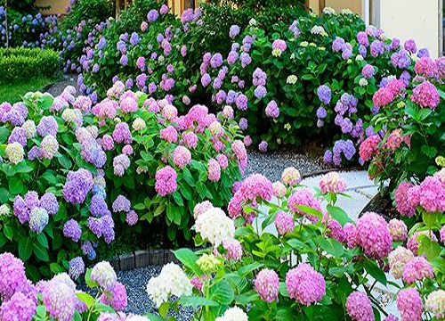 最耐阴的绣球品种