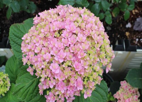 最耐阴的绣球品种