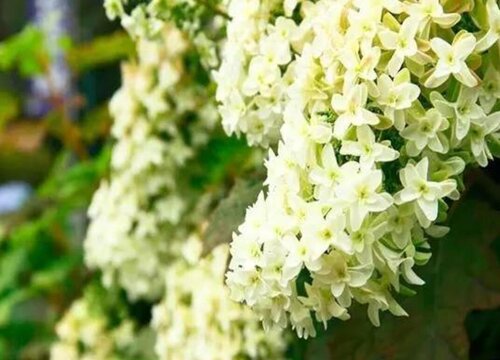 最耐阴的绣球品种