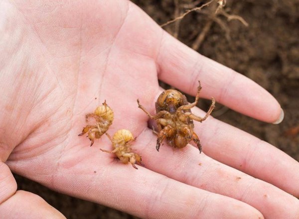 金蝉什么时候出土最多