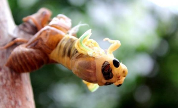 金蝉什么时候出土最多