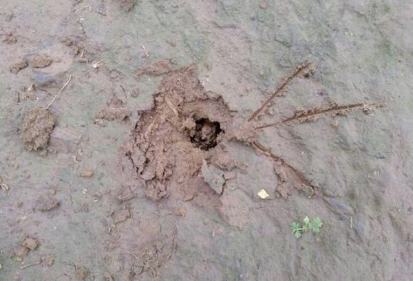 金蝉什么时候出土最多