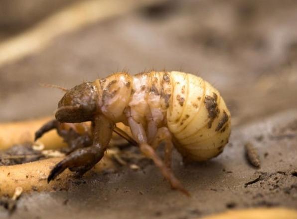 金蝉什么时候出土最多