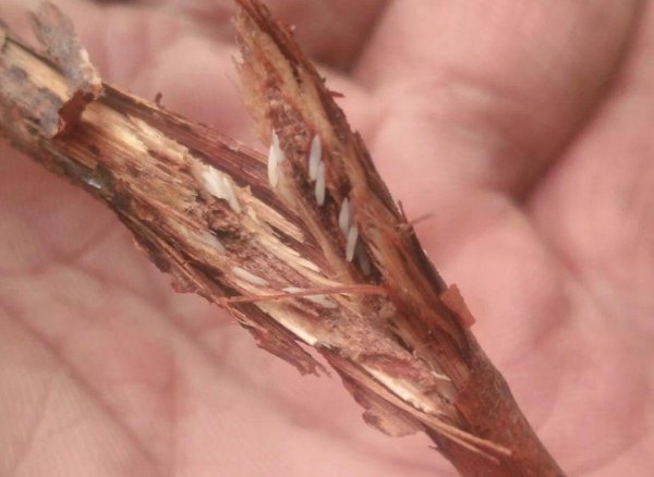 金蝉什么时候出土最多