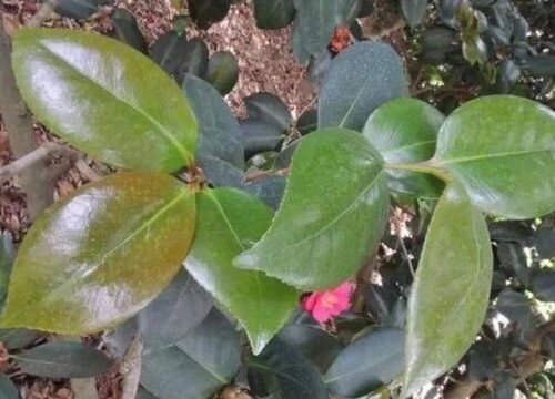 茶花黄叶掉叶怎么回事