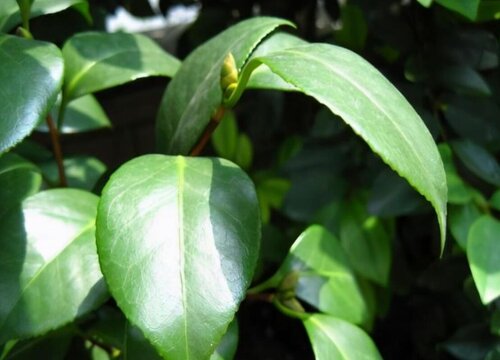 茶花黄叶掉叶怎么回事