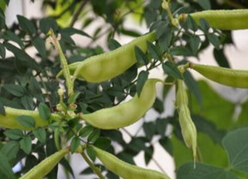 白扁豆是热性还是凉性