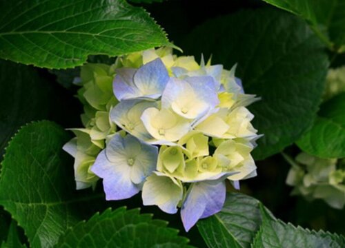 九转梅叶子边缘干枯怎么回事