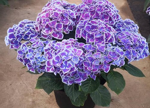 九转梅叶子边缘干枯怎么回事