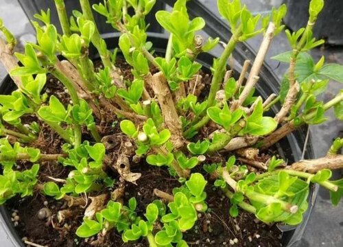 九转梅叶子边缘干枯怎么回事