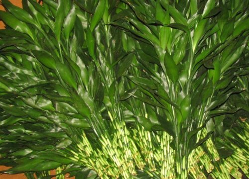 水养转运竹怎么养才能更旺盛