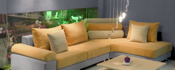 客厅里摆什么花好